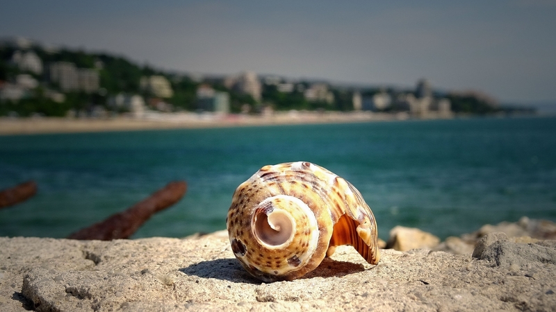 water, sand, beach, shell