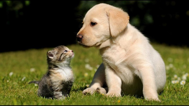 friend, cat, kitten, puppy, dog, animal