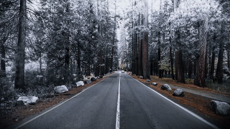 road, forest, marking, autumn, winter, hoarfrost, 4k