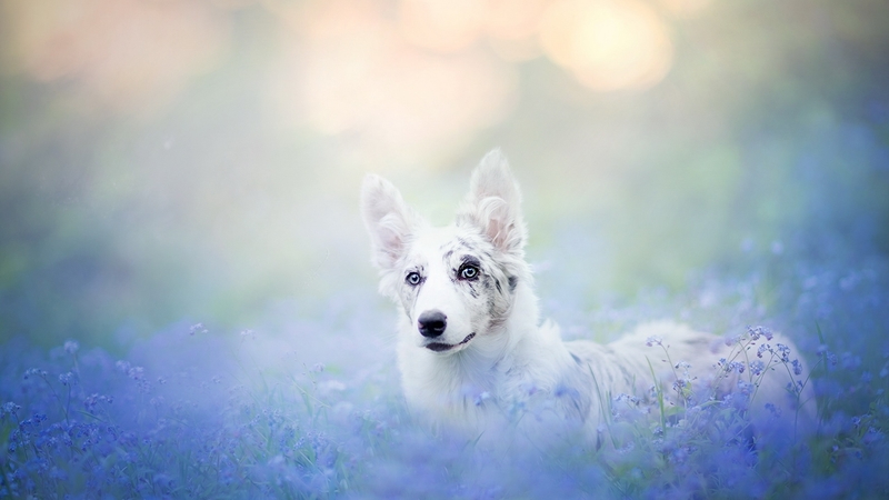 australian shepherd, caine, cute, border collie, summer, flower, white, field, puppy, dog, blue