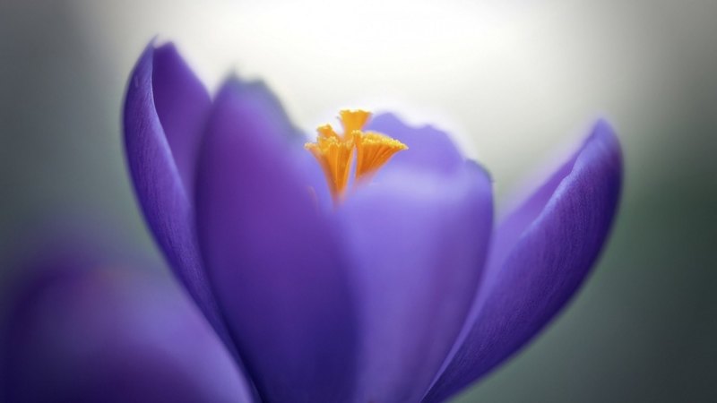 crocus, purple, orange, close  up, macro, flower, spring, pink