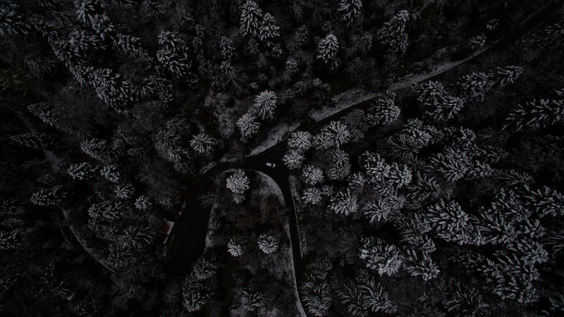 trees, forest, top view, snow-covered, switzerland, 4k