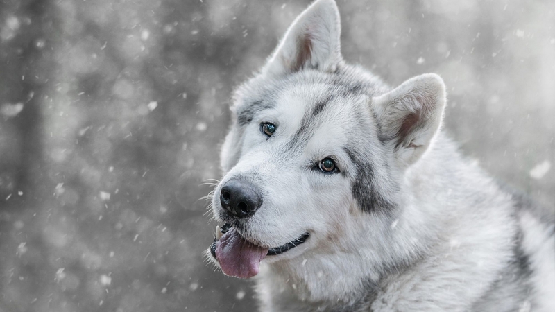 snow, caine, white, dog, animal, winter, husky