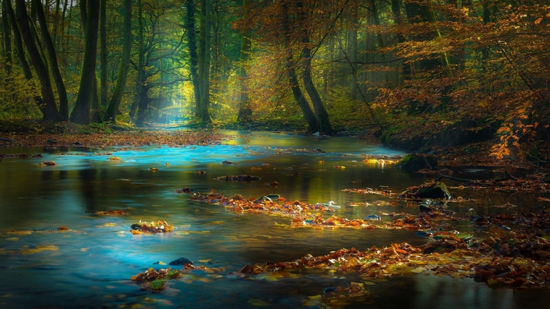 fall, trees, stream, leaves