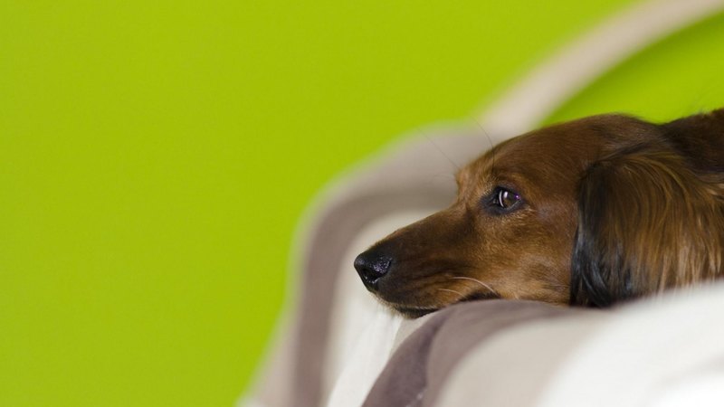 pretty, lovely, beautiful, animal, sweet, cute, puppys, animals, dogs, puppy, dog