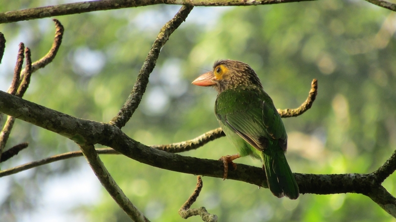 kingfisher, tree, bird, animal