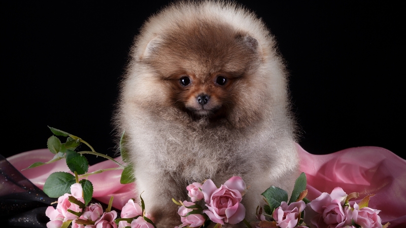caine, black, animal, cute, flower, spitz, pink, puppy, dog