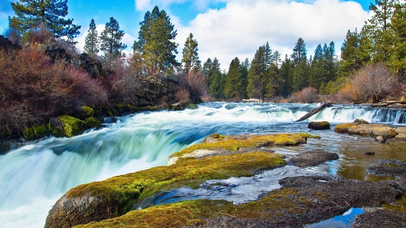 forest, flows, nature, river, trees, clouds