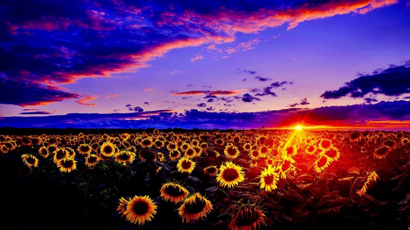 sunset, nature, sunflower, field