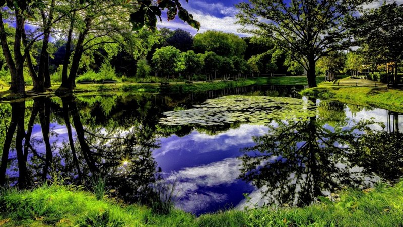 pond, lilies, reflection, trees