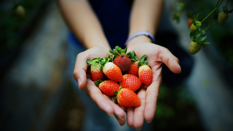 fruit, red, vara, strawberry, hand, summer