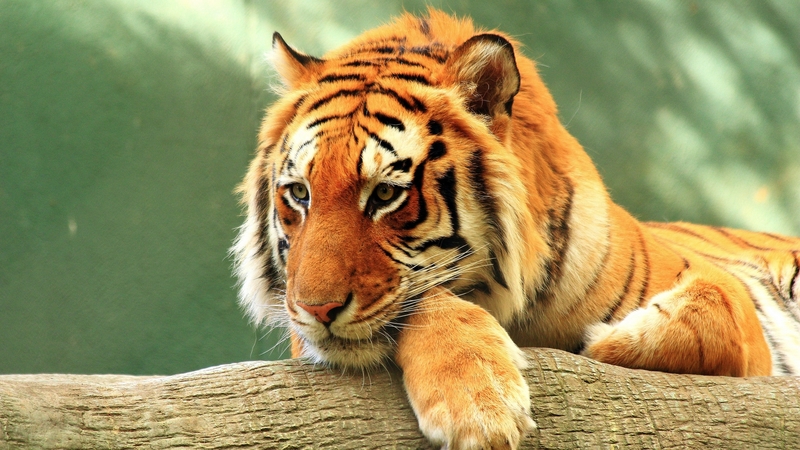 tiger, 2017, cat, animals