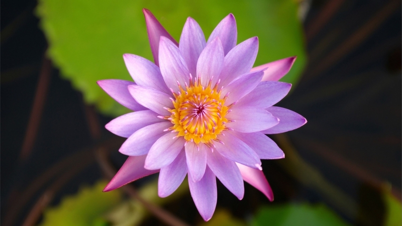 flower, wonderful, purple, love