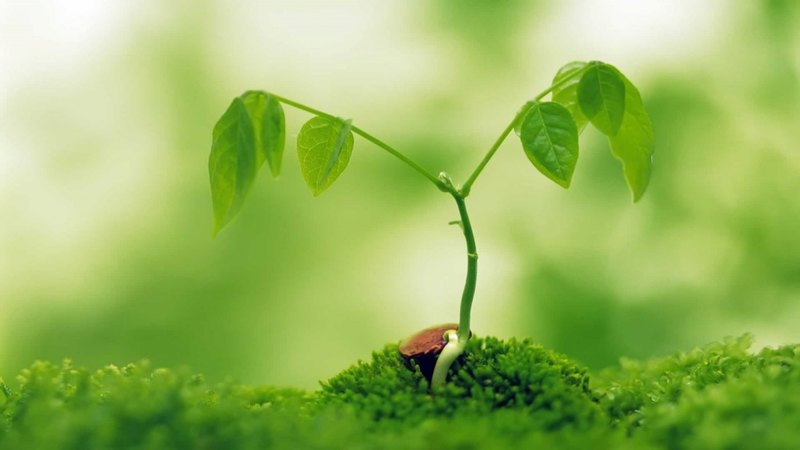 grown, nature, green, plant