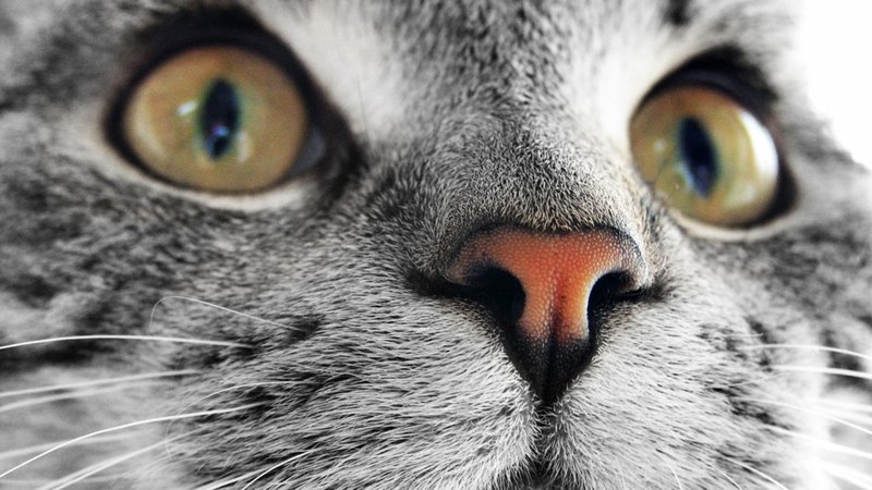 nose, pink nose, pink