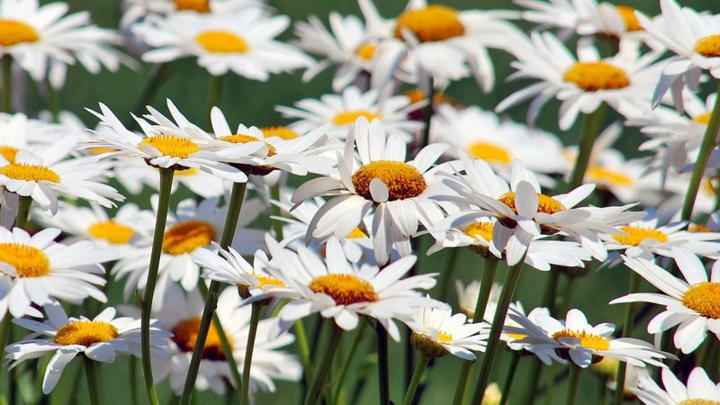 garden, field, flowers, camomille