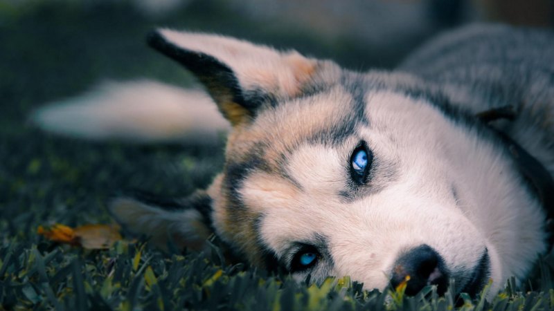 pretty, lovely, beautiful, animal, sweet, cute, puppys, animals, dogs, puppy, dog