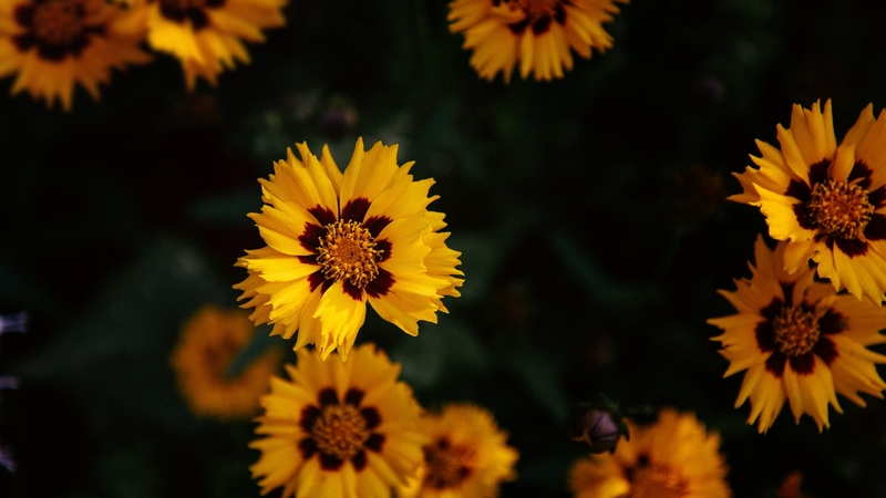 yellow, flowers, nature, bloom