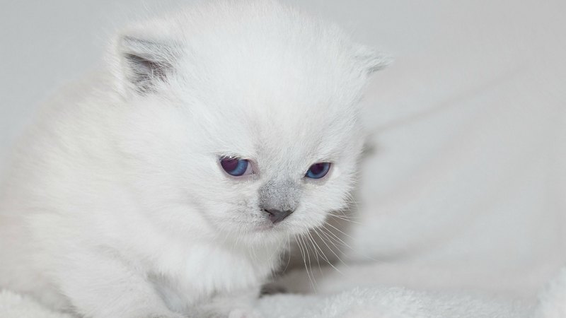 white, cat, kitten, animal, sweet, pisica