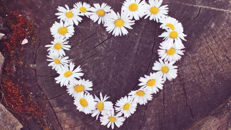 daisies, flowers, nature, heart