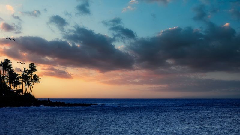 island, palm, sea, 4k