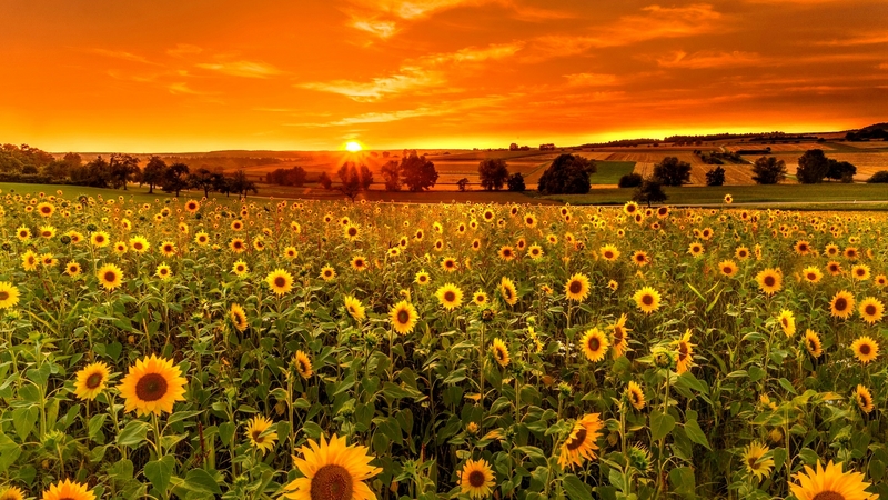 sun, glow, orange, fiery, beautiful, sunset, sky, sunflowers, flowers, field