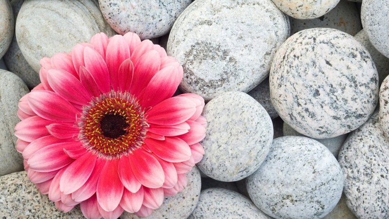 daisy, gerber, pink, stones, white