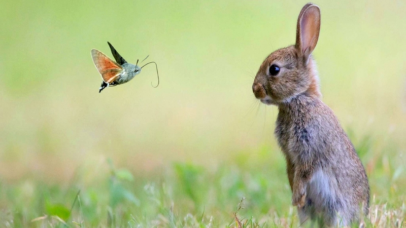 cute, bunny, animals, butterfly