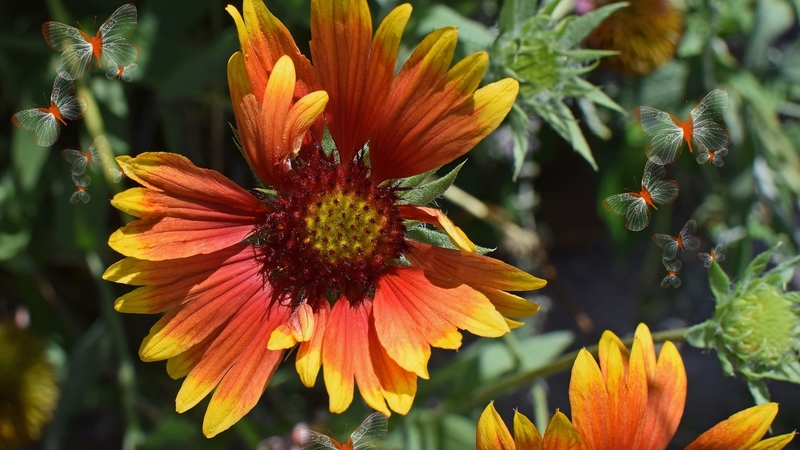 colorful, vivid, orange and yellow coreopsis, orange, bold, jan haerer, yellow, butterflies, delicate, multicolor flowers, vibrant, flowers, coreopsis, bright, summer bloom flowers