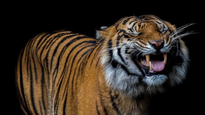funny face, black, smile, tiger, animal