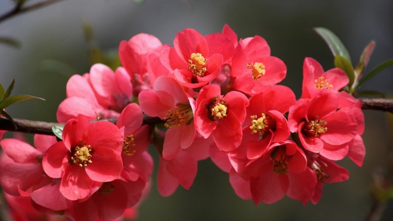 tree, flower, flowers, flowering, nature