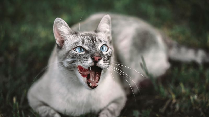 cat, protruding tongue, muzzle, 4k