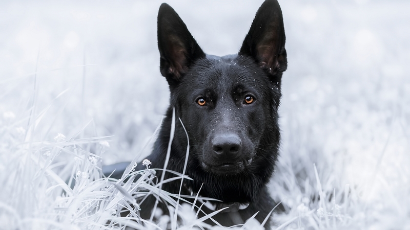 snow, caine, black, wolf, white, dog, animal, winter