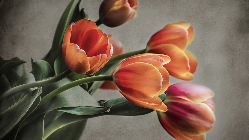 tulips, flowers, bouquet, nature