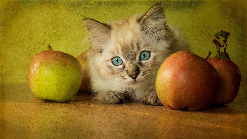 apple, fruit, cute, autumn, green, cat, animal, pisica