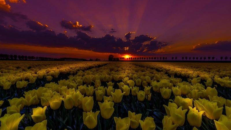 tulips, sky, flowers, sunset, night