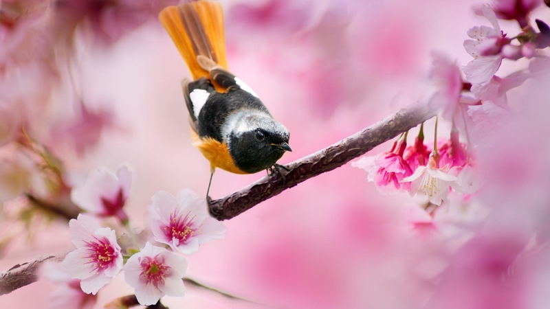 cute, fuyi chen, bird, pasare, flower, spring, pink