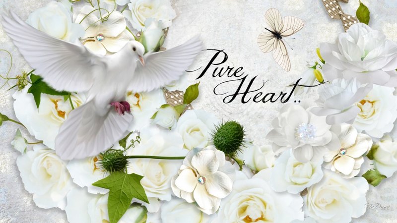 pigeon, butterfly, bird, pure, flowers, dove, peace, white