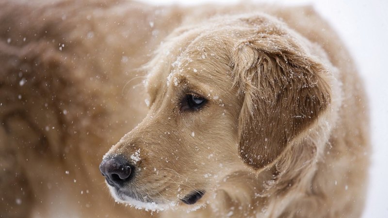 pretty, lovely, playful dog, playful, beautiful, sweet, dog face, cute, puppies, face, animals, dogs, puppy