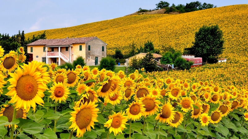 sunflowers, green, houses, yellow, nature, trees, field