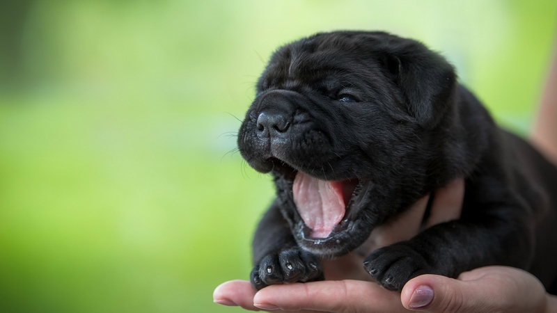 cute, green, caine, black, hand, puppy, dog