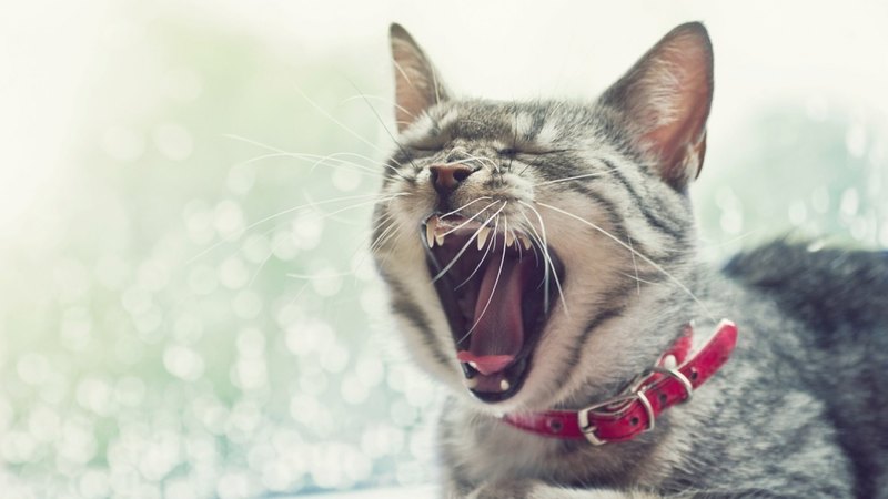 water, summer, open mouth, funny, cat, pink, animal, sea