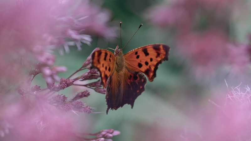 butterfly, insect, macro, flower, blur, 4k