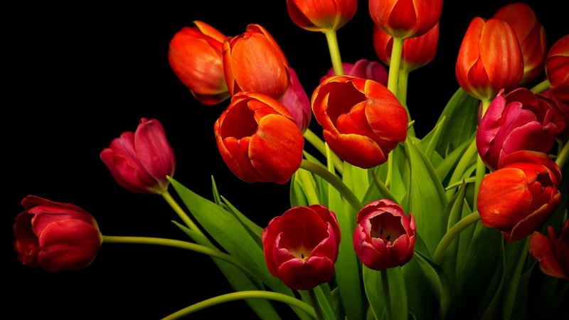 tulips, red, spring, bouchet