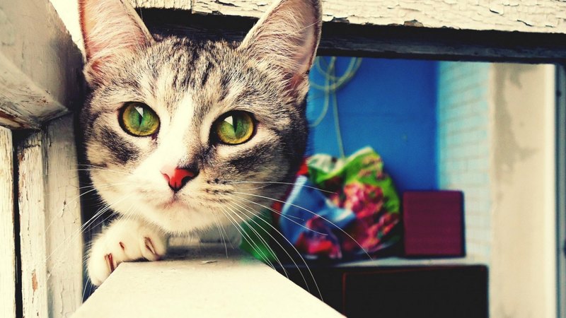 hello, cute, gray, kitty