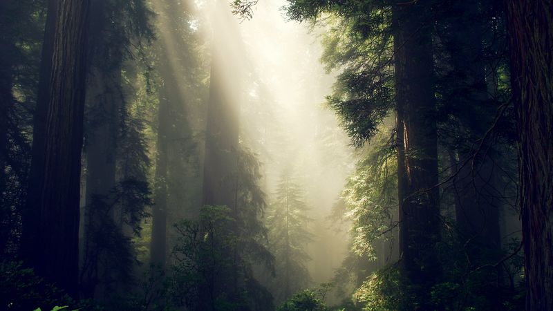forest, fog, sunlight, trees, 4k