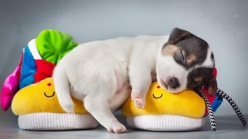 puppy, cute, dog, sleeping