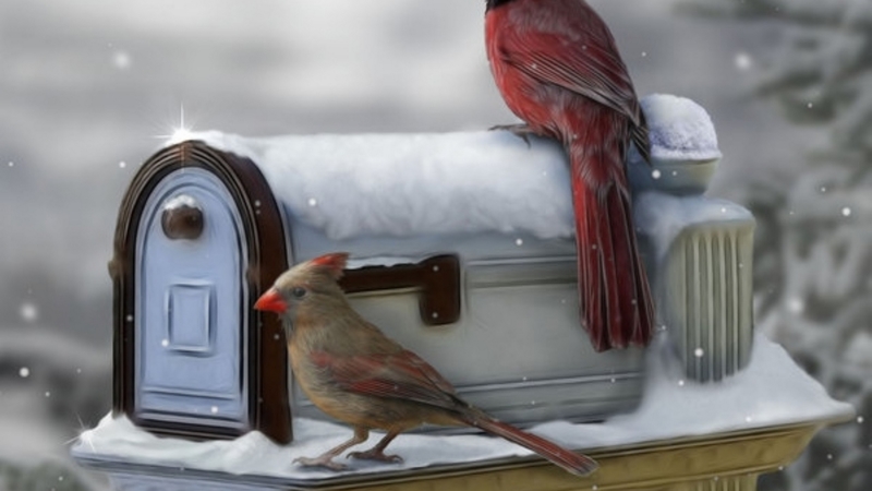 mailbox, cardinals, winter, snow, birds