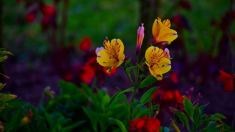 alstroemeria, flowers, flowerbed, flowering, 4k