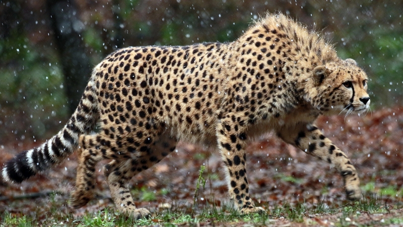 jungle, feline, cheetah, cat